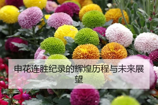 申花连胜纪录的辉煌历程与未来展望